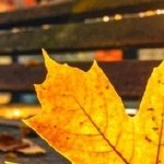 淚成河，喚母歸(全集)